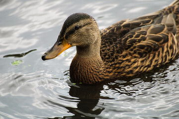 duck on the water