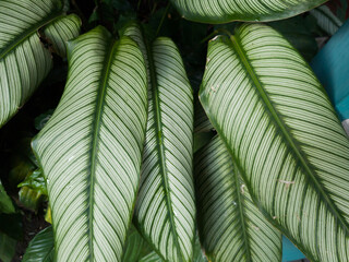 Indoor or outdoor ornamental plant green color white combination