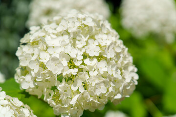 白いアジサイ アナベル
