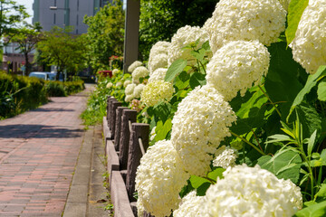 白いアジサイ アナベル