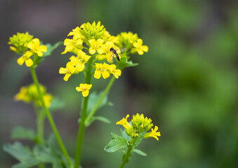 A fly on yellow flowers.
