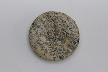 Fósil turritela mexicano o fósil turritella