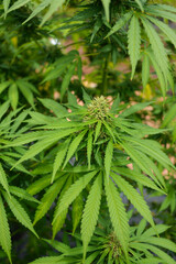 Hemp at the beginning of flowering. Out door grow hemp.