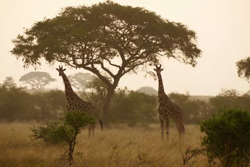 Fotobehang giraffes uganda © Anne