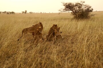 lion pride uganda