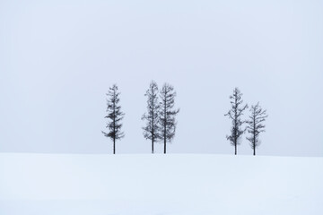 Trees in a snow field in winter, Hokkaido, Japan