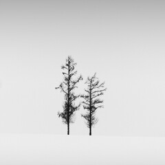 Trees in a snow field in winter, Hokkaido, Japan