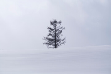 Lone tree in a snow field in winter, Hokkaido, Japan