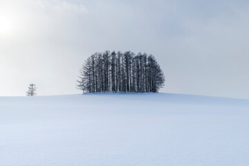 Trees in a snow field at Mild Seven Hills in winter, Hokkaido, Japan - obrazy, fototapety, plakaty