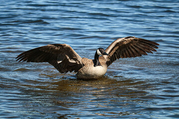 Landing for a cool summer dip.