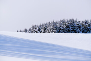 Group of trees in a snow field in winter, Hokkaido, Japan