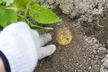 じゃがいもの収穫 