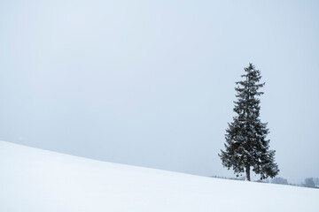 Lone pine tree in a snow field in winter, Hokkaido, Japan