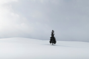 Lone pine tree in a snow field in winter, Hokkaido, Japan