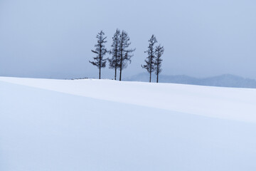 Fototapeta na wymiar Trees in a snow field in winter, Hokkaido, Japan