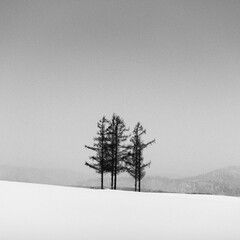 Trees in a snow field in winter, Hokkaido, Japan