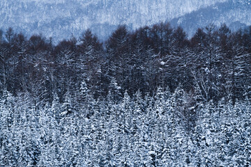 Group of trees in a snow field in winter, Hokkaido, Japan