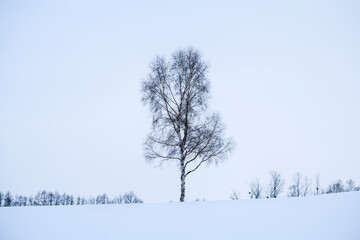 Lone tree in a snow field in winter, Hokkaido, Japan