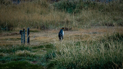 pheasant in the field