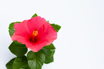 Hibiscus flower on white background.