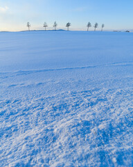 Group of trees in a snow field at Meruhen Hill in winter, Hokkaido, Japan