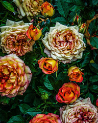 Rose bush blossoms