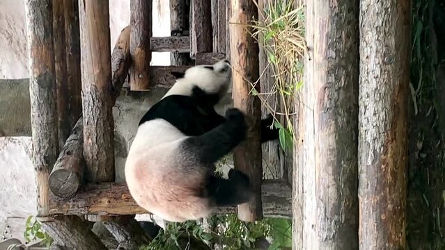 a giant panda sits by the door waiting for a zoo worker 