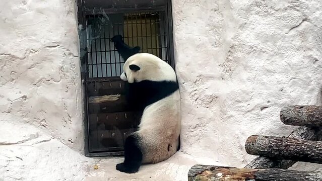 a giant panda sits by the door waiting for a zoo worker 