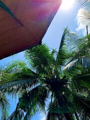 Fototapeta na wymiar Palm trees and sky 