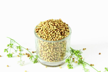  organic fresh green and dried coriander seeds in glass jar on white background