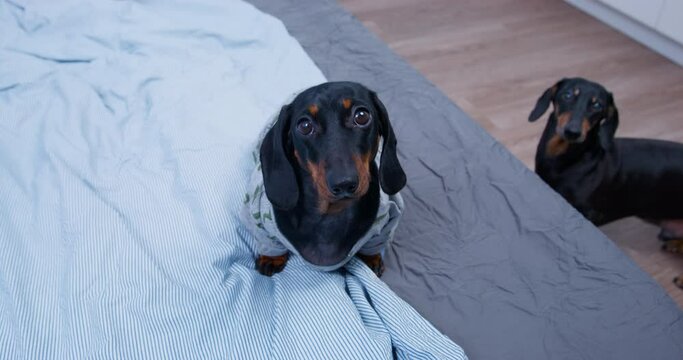 Cute dachshund puppy in home t-shirt sits on bed, although it is forbidden to do so, and now sits and looks at owner with innocent look from bottom up. Another dog walks nearby