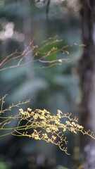 Orquídea chuva de ouro, encontrada na mata atlântica, sul do Brasil