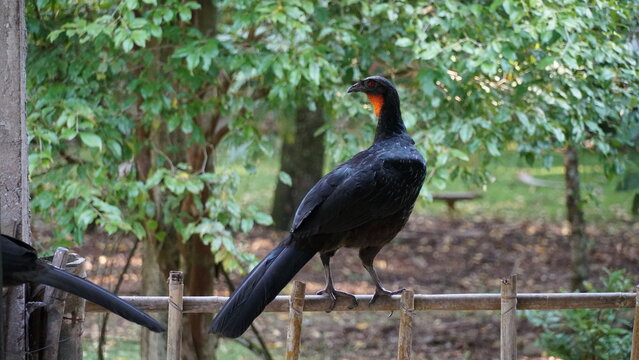 Jacu, ave de grande porte da mata atl&acirc;ntica