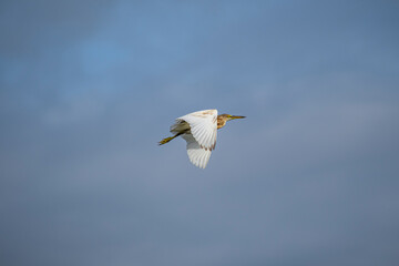 flying single squacco heron bird in the sky