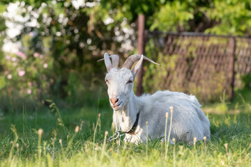 A funny white goat with large horns lies in the green grass on the lawn.Goat on grazing on a sunny day.Looking into the camera.