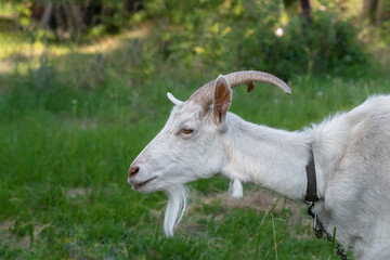 The head of a goat with large horns against a background of green grass.Profile view.