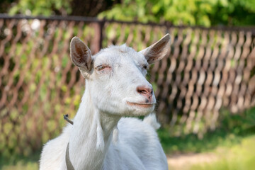 A funny domestic white goat covered her eyes from the bright sun.Close-up.Livestock on grazing.