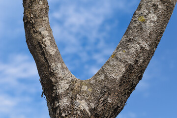 Tree stem closeup splitting in v shape and blue sky in background
