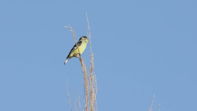 A male lesser goldfinch is perched on a stem of last years pampas grass. The stem sways gently in the breeze as he chirps, preens a little and then flies away.