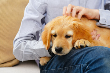 Golden Hovawart cute puppy. Portrait of cute puppy with teen boy in room. Happy cute puppy resting in the arms of a child, a dream come true. Golden Retriever sweet puppy