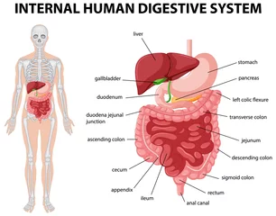 Poster Im Rahmen Diagramm, das das innere menschliche Verdauungssystem zeigt © GraphicsRF