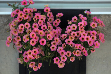 pink petunia flowers beautiful plants decorative floral hanging outdoors