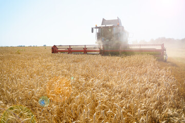 The combine harvester removes ripe wheat. Agricultural work, harvesting grain in the field.