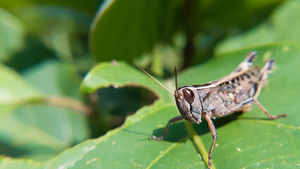 grasshopper on a leaf