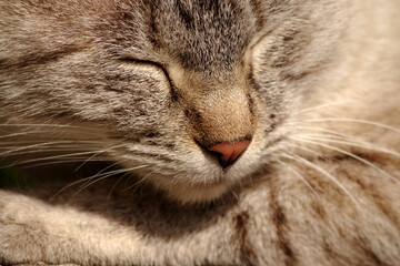 昼寝中の猫の顔　クローズアップ