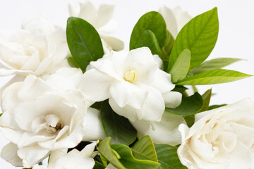 Obraz na płótnie Canvas Cape jasmine or garden gardenia, gerdenia flower