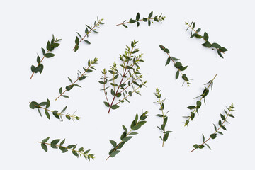 Green leaves of eucalyptus on white