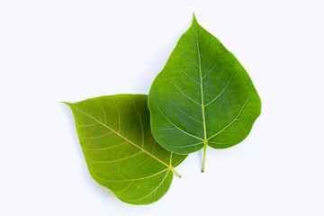 Green bodhi leaves on a white background.