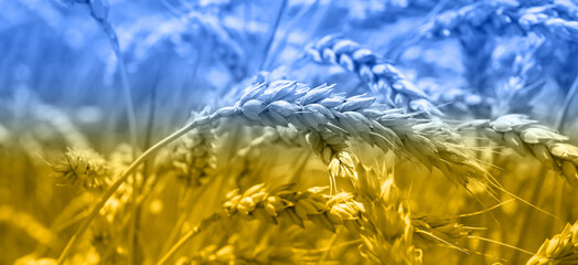 Wheat field in colors of Ukrainian flag, closeup. Concept of global hunger crisis due to war in...