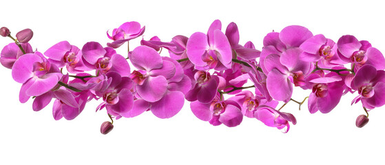 Naklejka na ściany i meble Beautiful pink orchid flowers on white background
